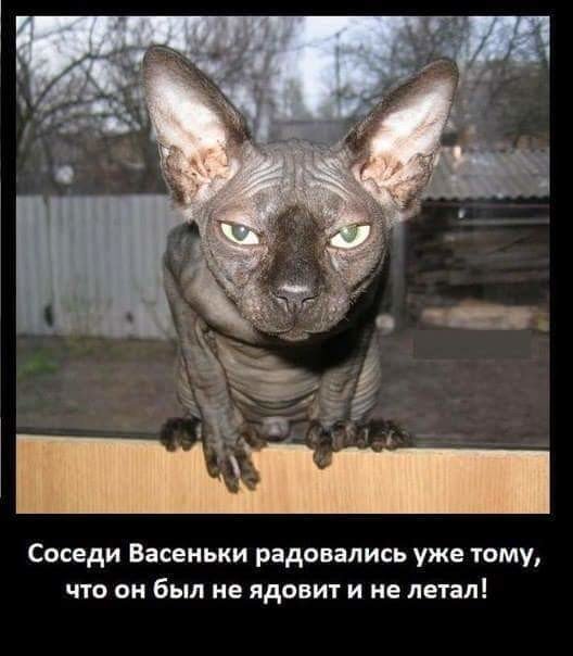 васенька.jpg