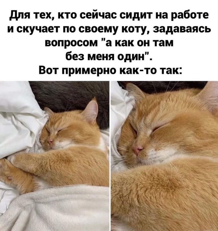 Несчастный одинокий котик.jpg