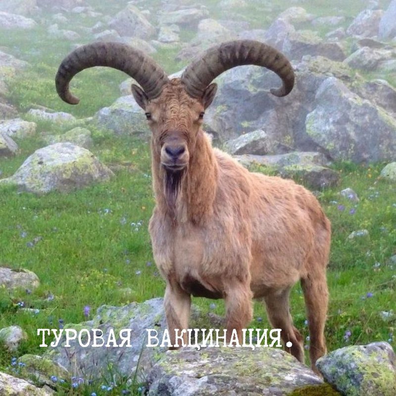 туровая_вакцинация.jpg