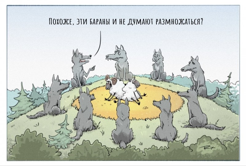 бараны.jpg