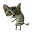 cat.gif