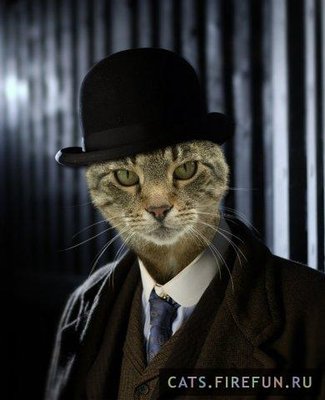 01245-foto_bezumie-1139951083_i_1008_full-cats_firefun_ru.jpg