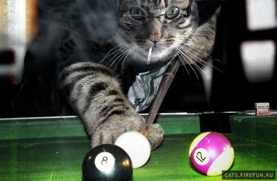 01249-foto_bezumie-1139951281_i_4470_full-cats_firefun_ru.jpg