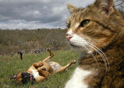 cats-and-dogs-life-017.jpg