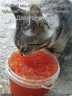 getImageCAG4DBIU.jpg