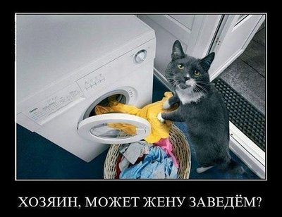 Кот Дионисия.jpg