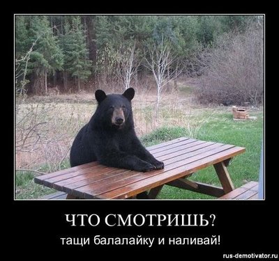 Медвед.jpg