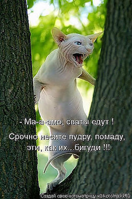 Невеста котэ.jpg