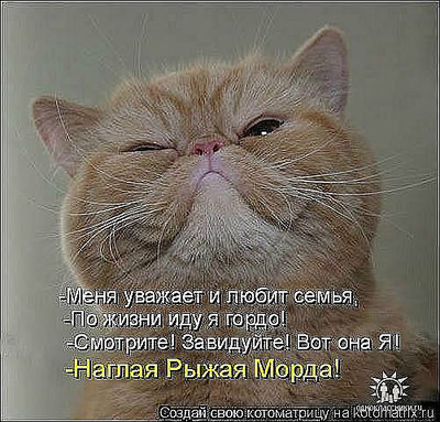 Рыжая морда.jpg
