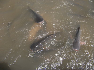 DSCF2901.JPG