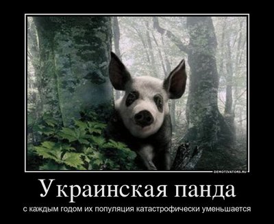 26401_ukrainskaya-panda.jpg