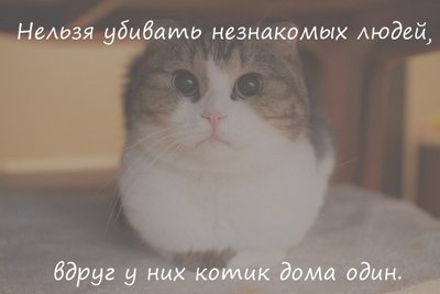 котик.jpg