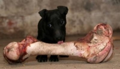 щенок и кость.jpg