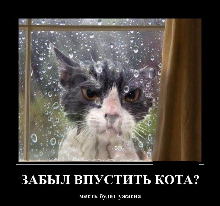 кот.jpg
