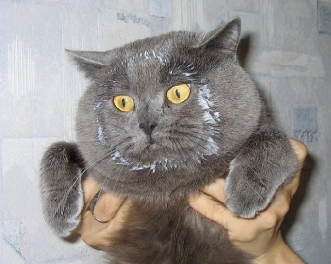 кот не ел сметану.jpg